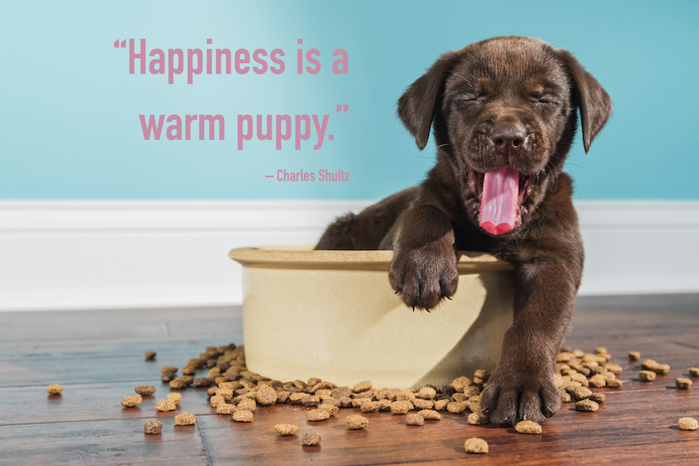 puppy quotes over a puppy yawning