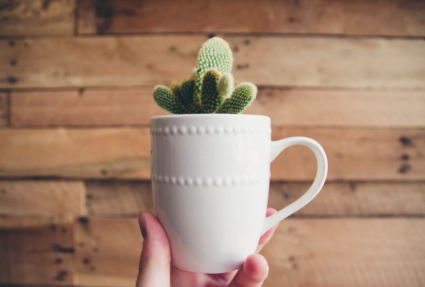 birthday gift ideas cactus mug