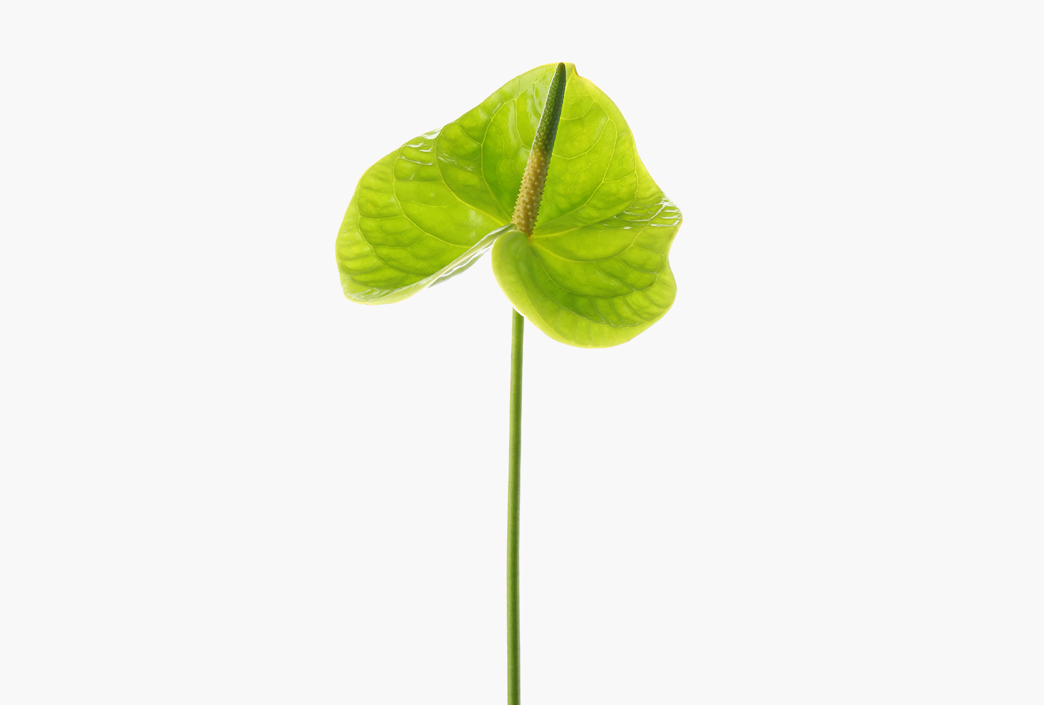 A single Anthurium green flower. 