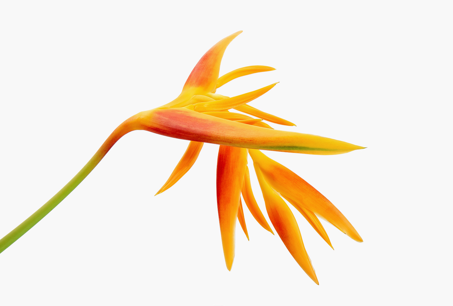 An orange heliconia flower. 