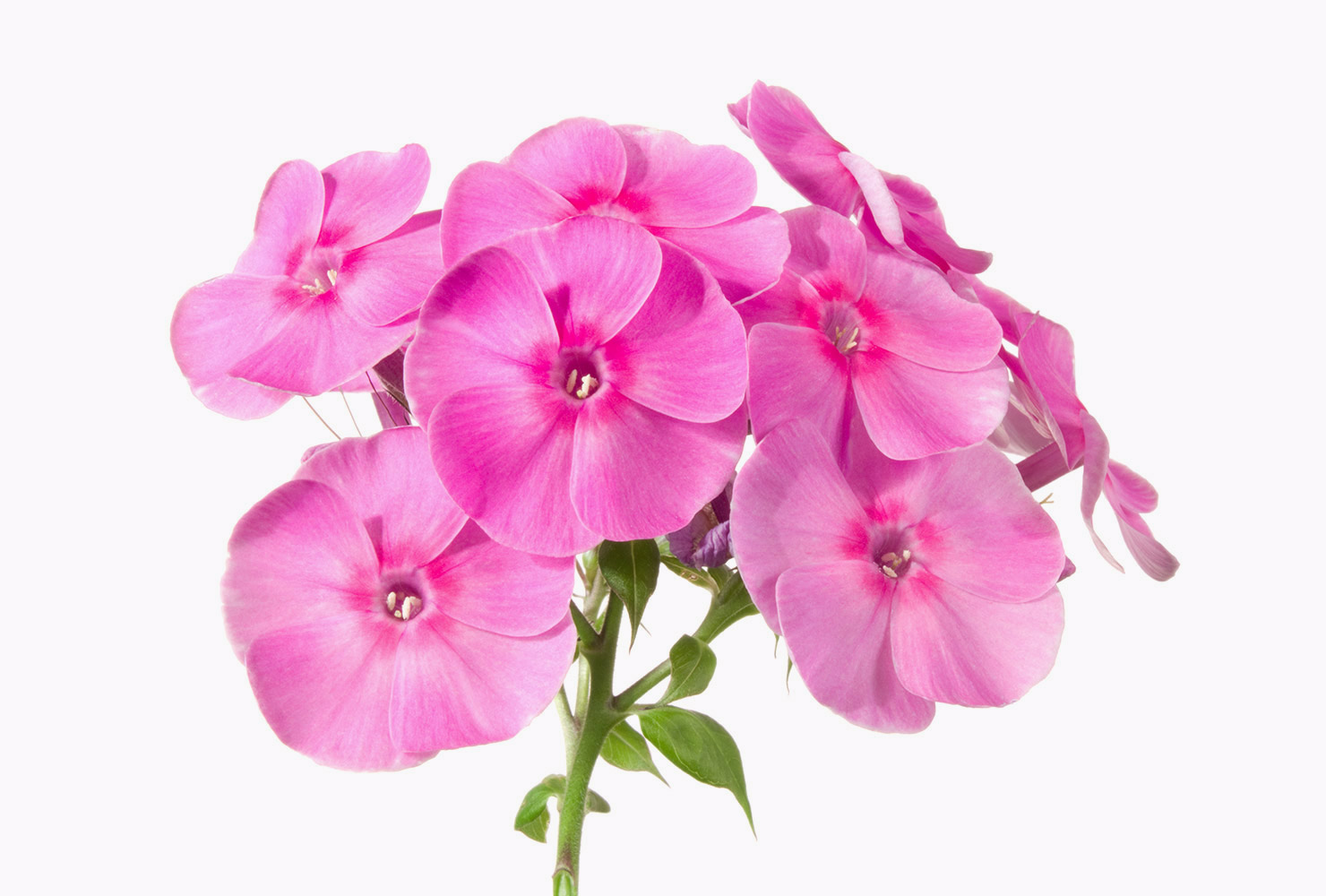 A small bouquet of pink phlox flowers. 