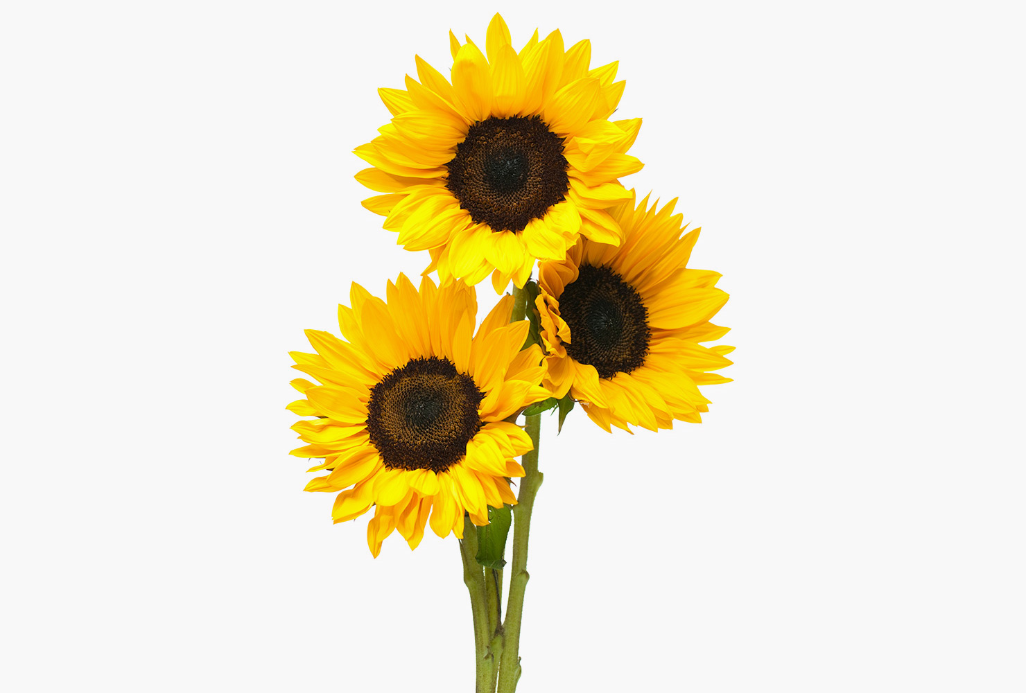 Three yellow sunflowers. 