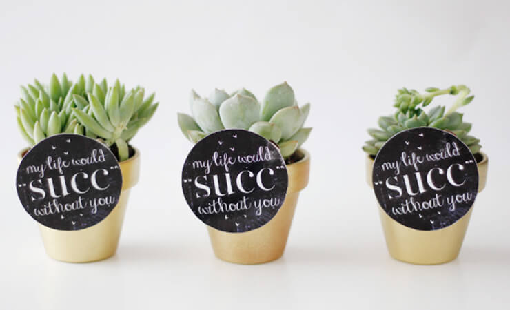 Adorable Succulent Gift Sets Gift