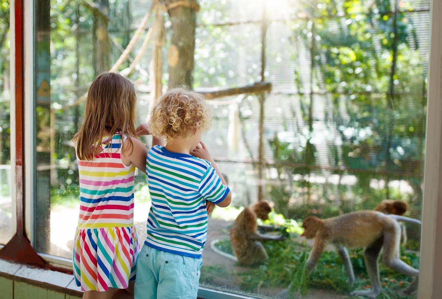 kids looking at monkeys at the zoo