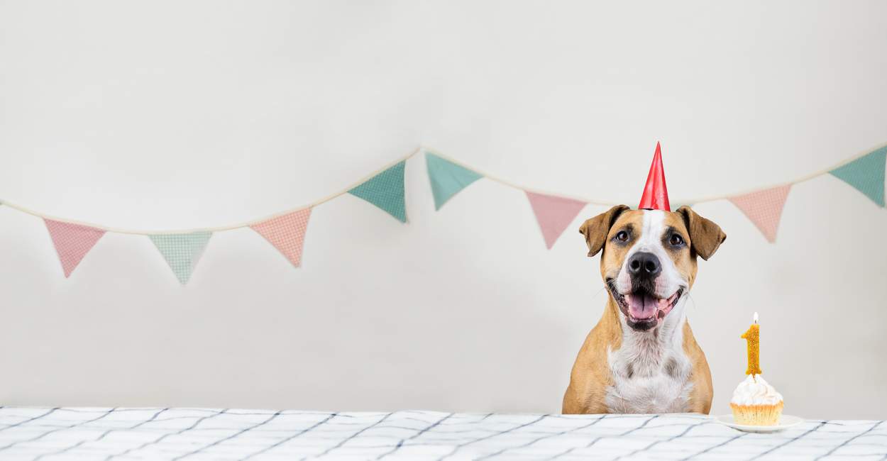 25 идей для вечеринки по случаю Дня рождения собаки: пришло время лапы!