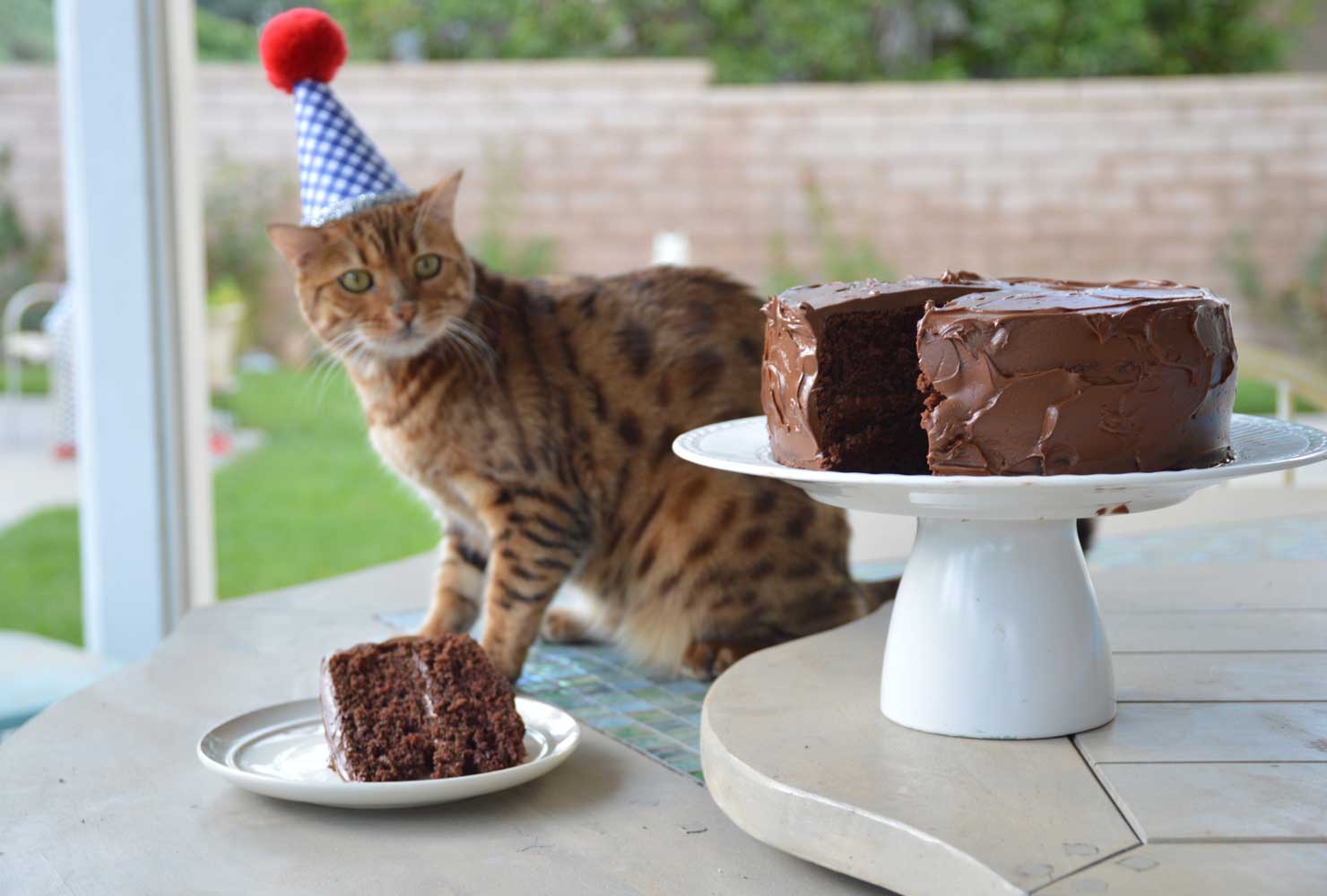 cat birthday party birthday cake