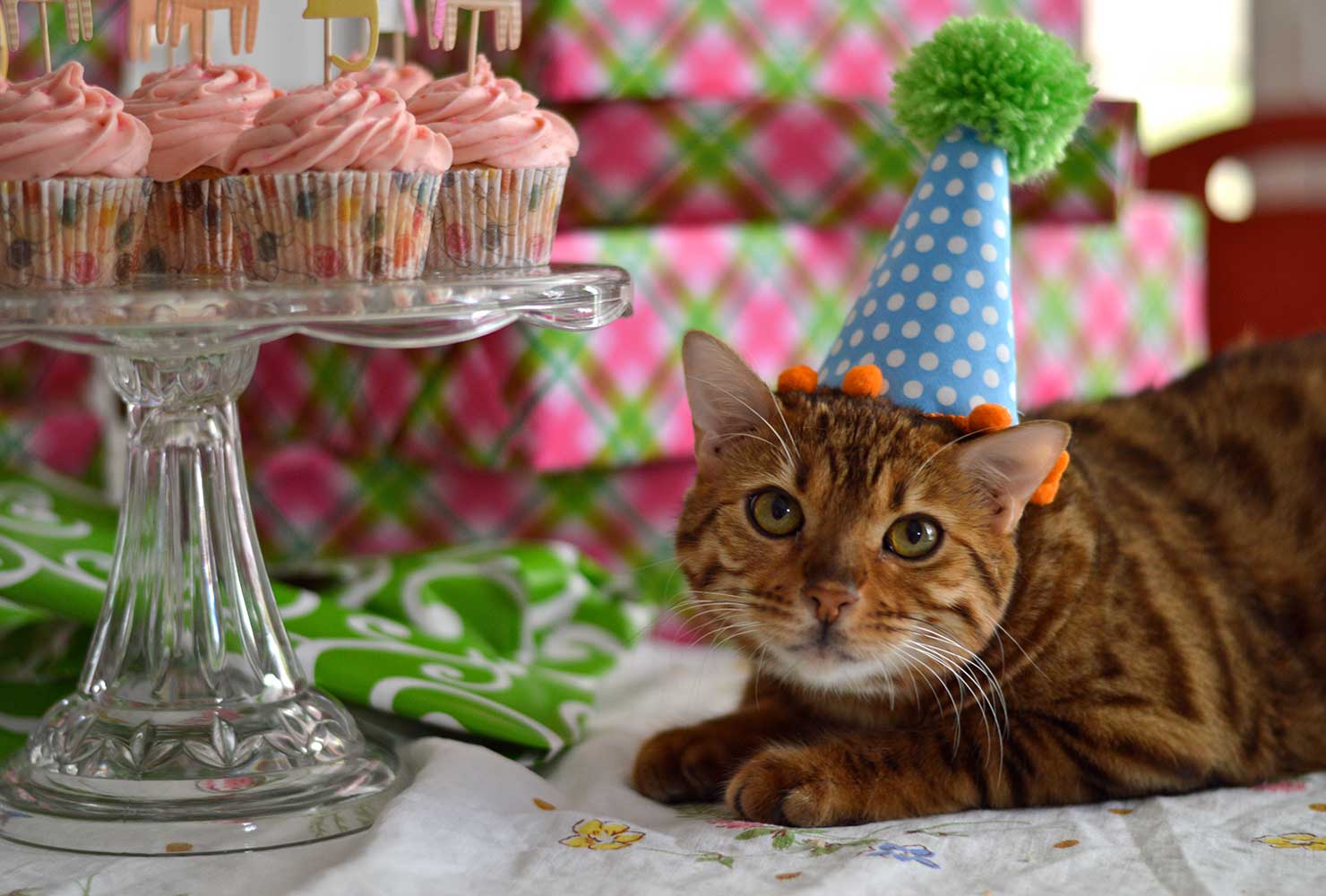 cat birthday party kitty cupcakes