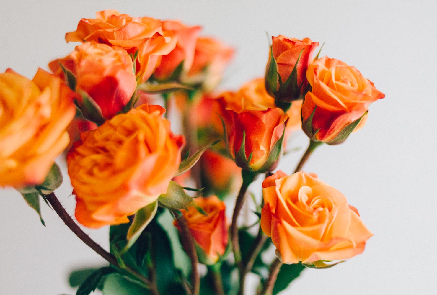 Orange bouquet of roses.