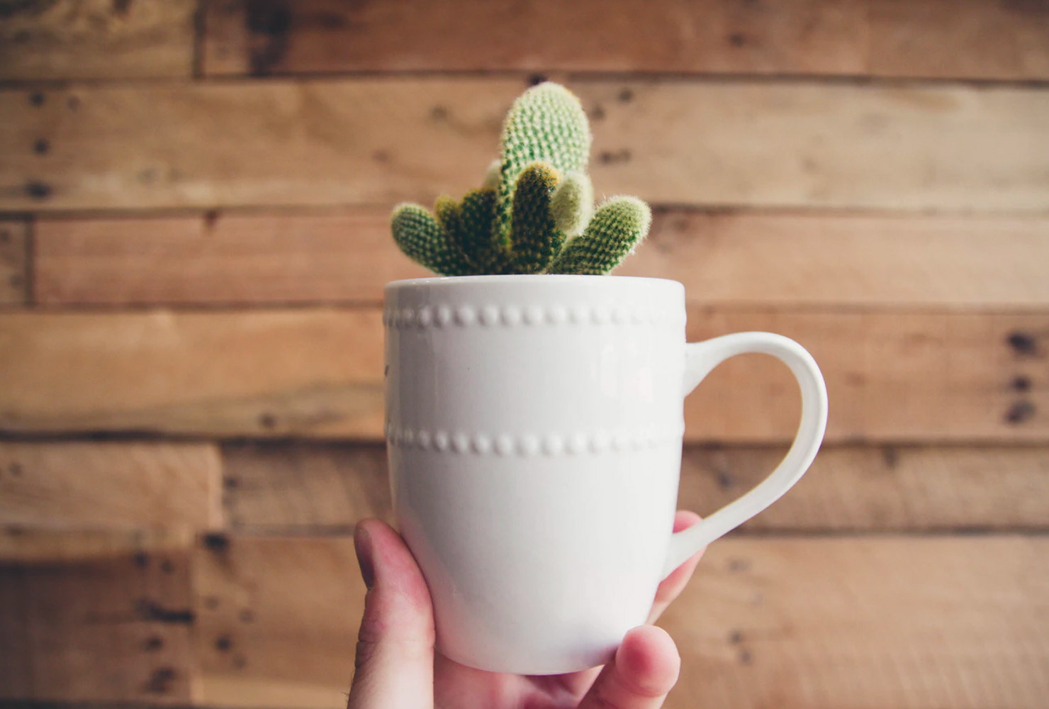 Small cactus mug plant.
