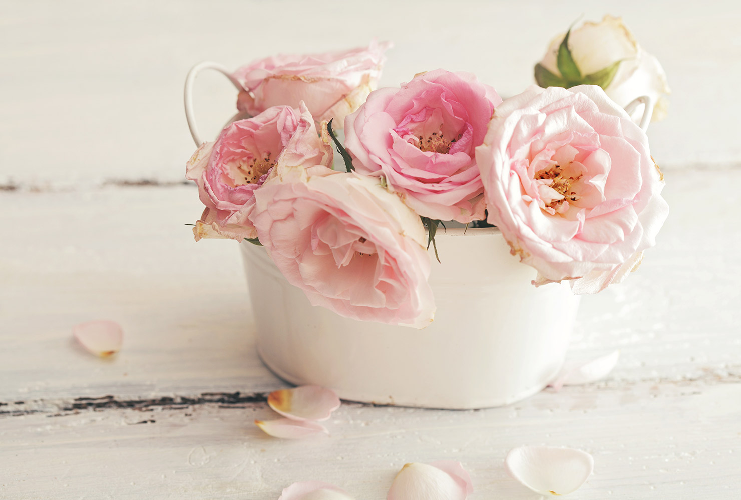 Pink roses in white vase.