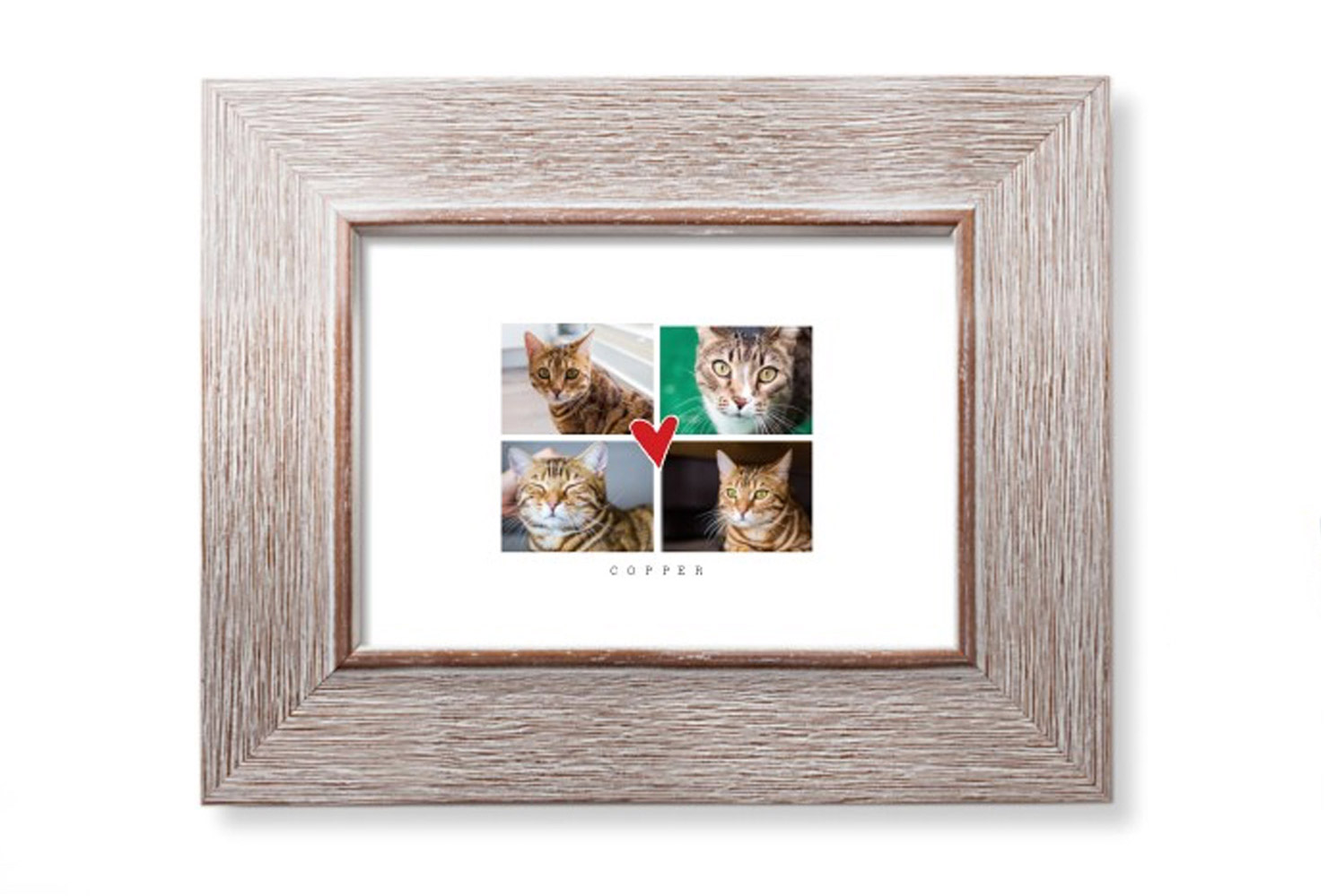 Framed cat photos.