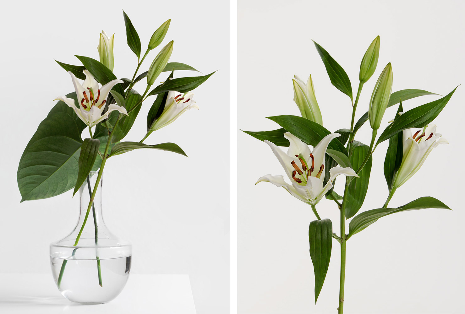 White lilies in vase.