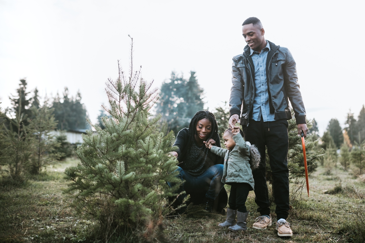 Young Family Selecting Christmas Tree