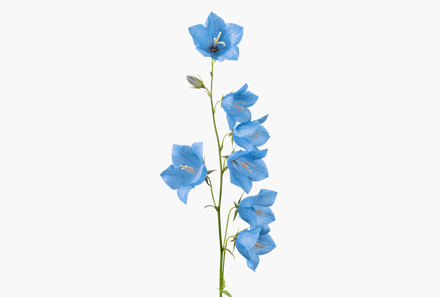 A blue bellflower.