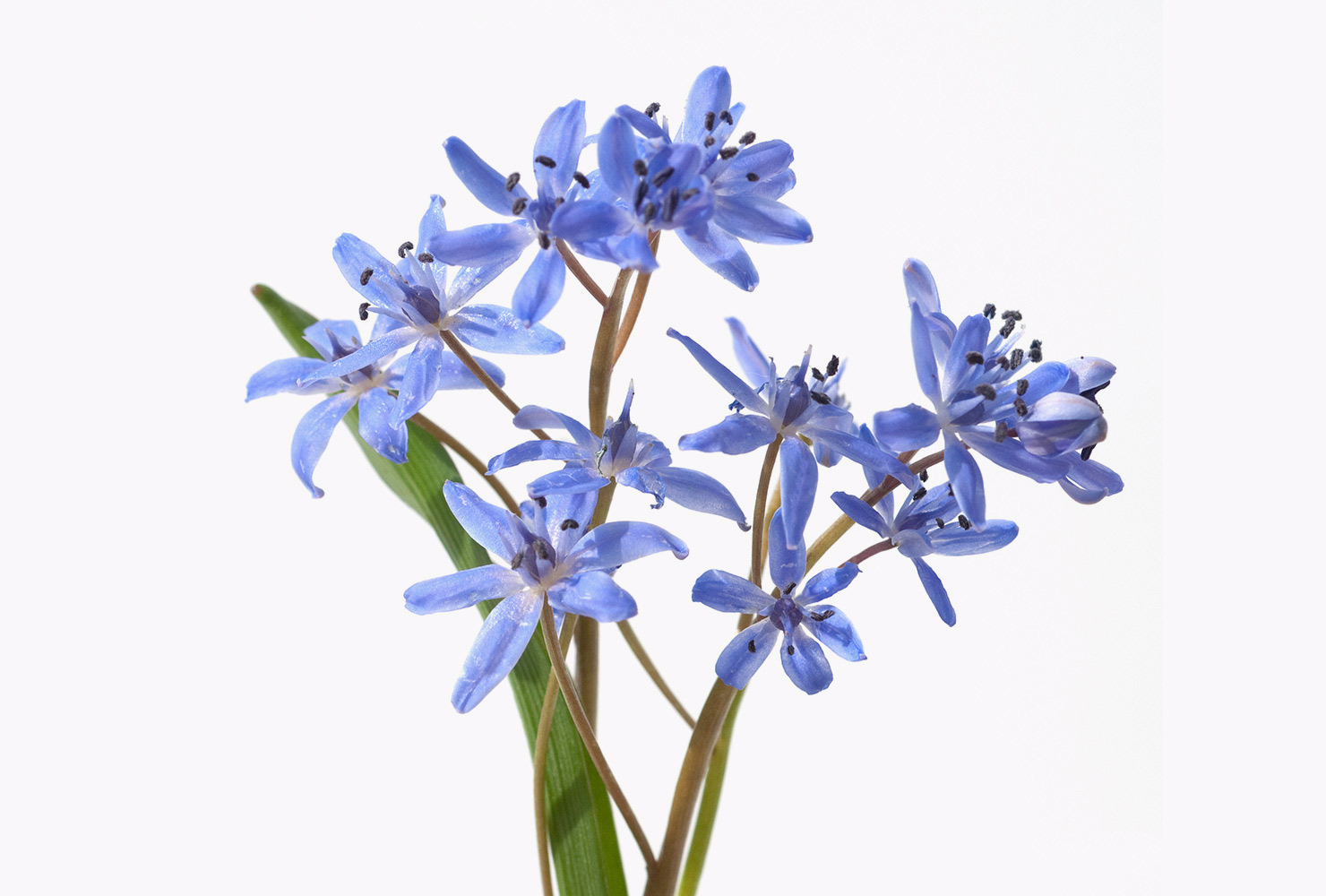 blue-star-flowers.