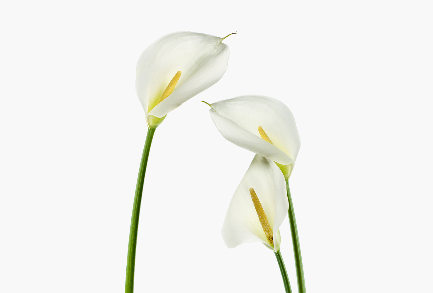 Three white calla lily flowers. 