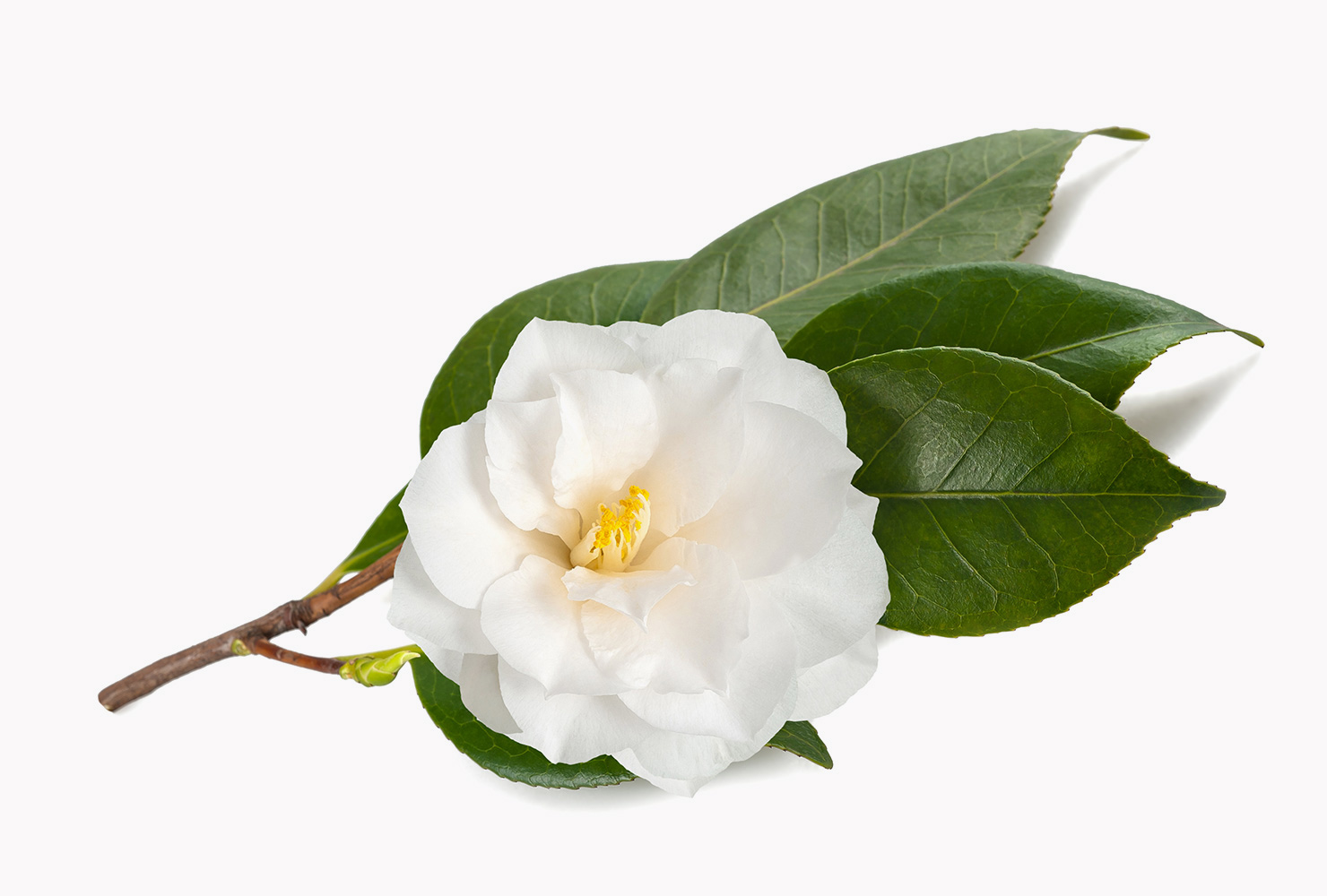 A white camellia flower surrounded by green leaves. 