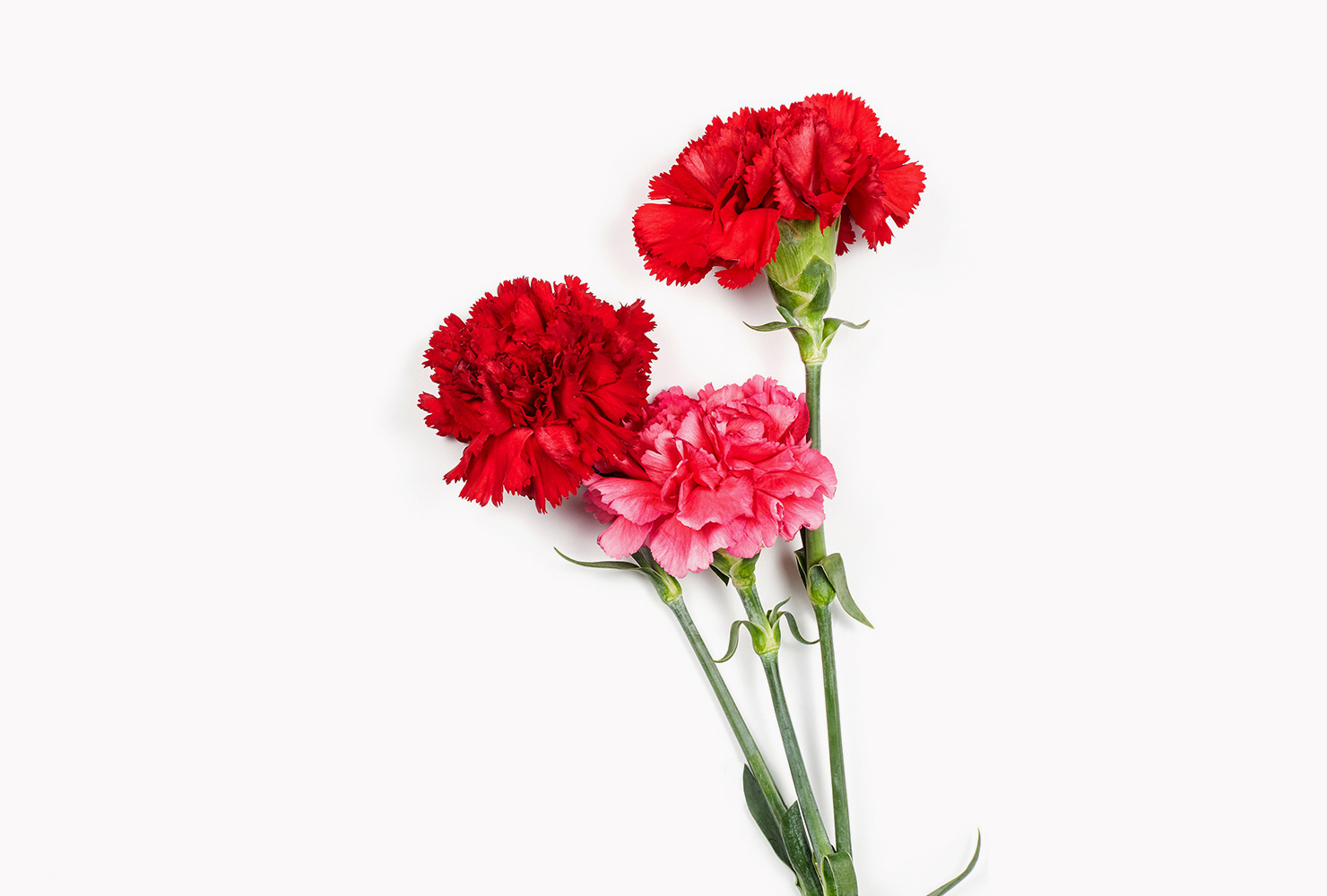 Red and pink carnations.
