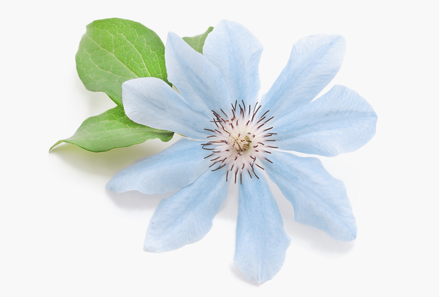 A clematis blue flower with green leaves.