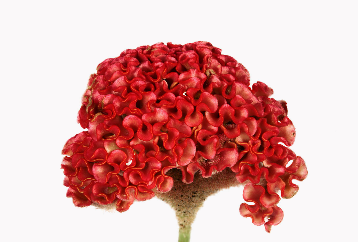 A red cocxomb flower. 
