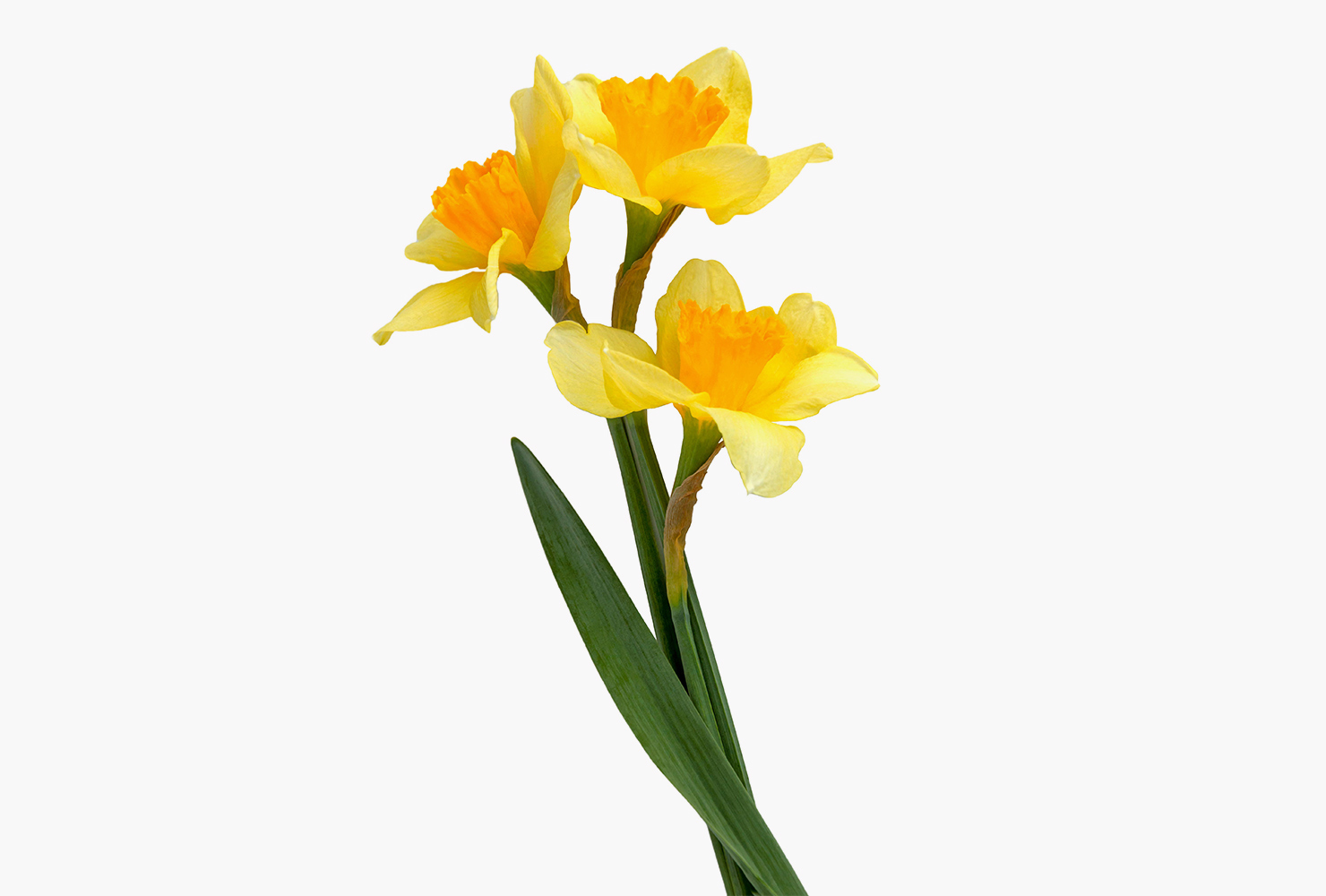 A stem of yellow daffodils.