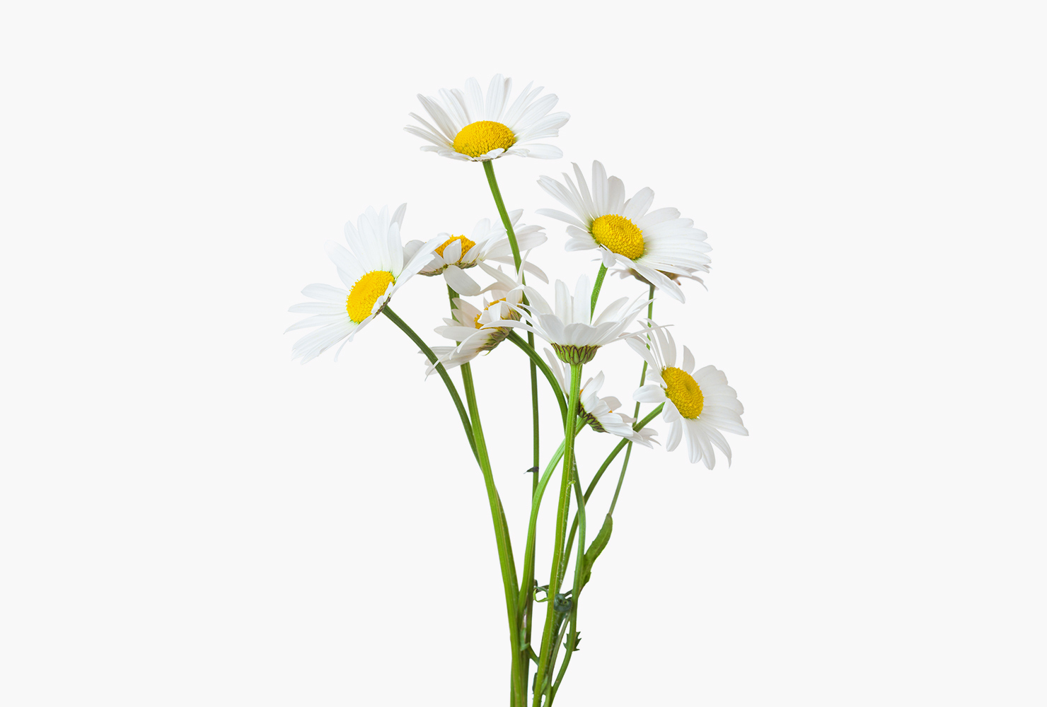 White daisy flowers. 
