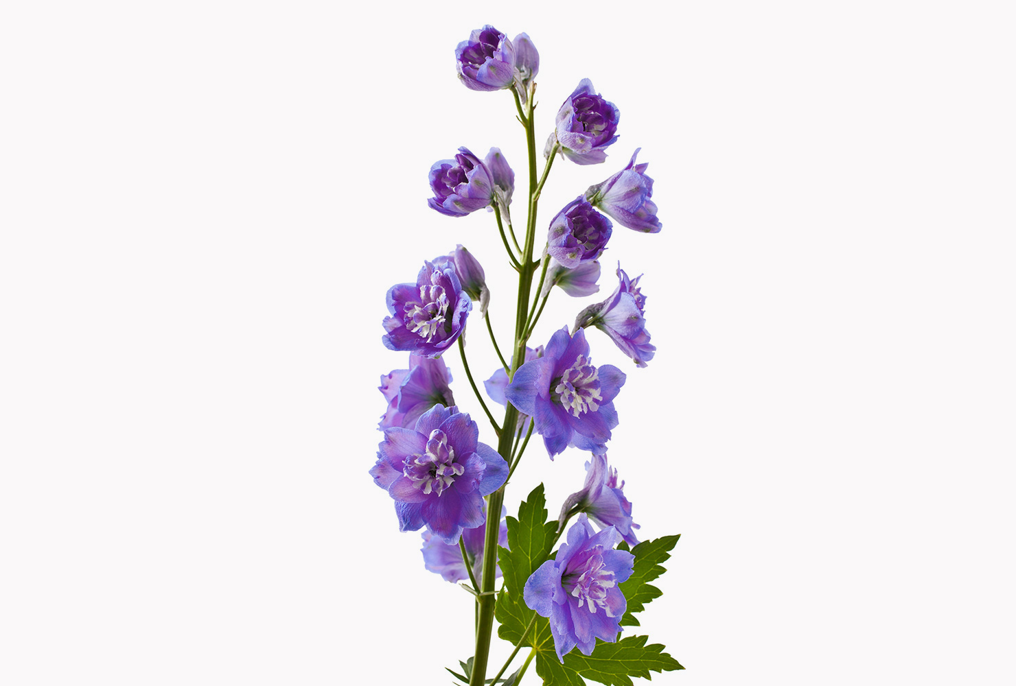 A purple delphinium flower. 