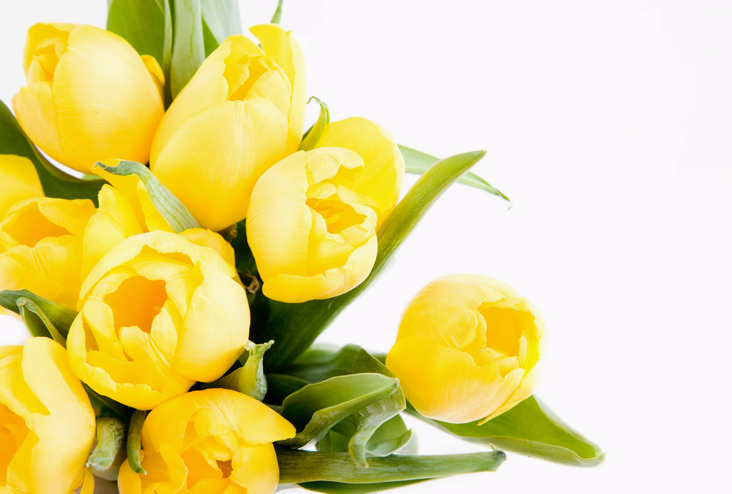 Yellow dutch tulips.