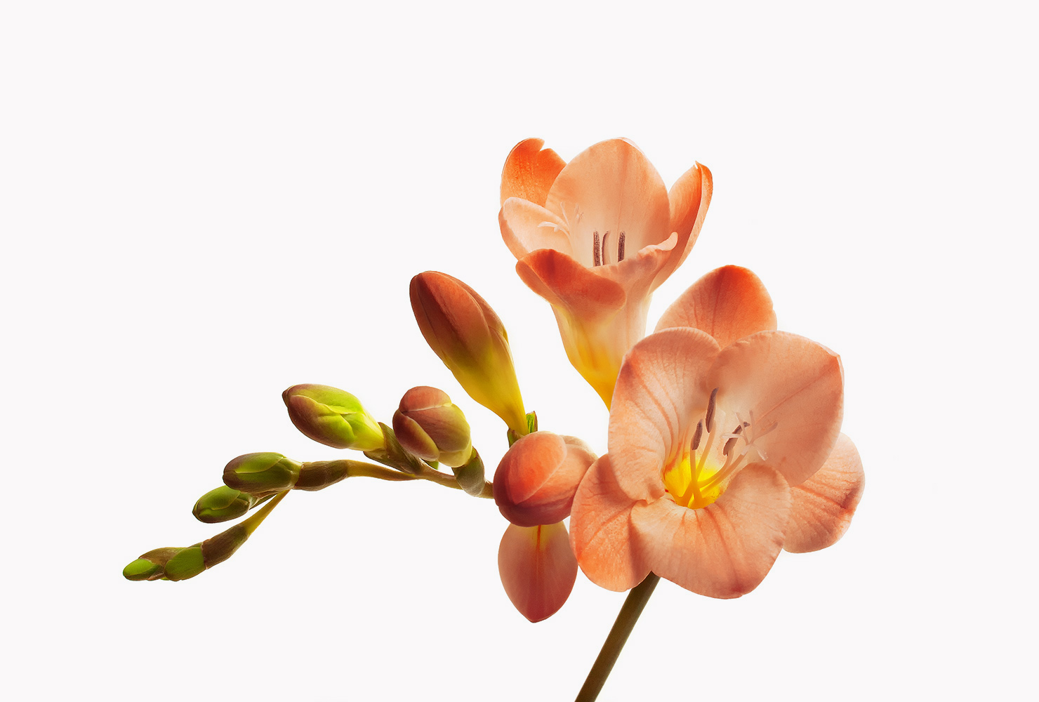 An orange freesia flower. 