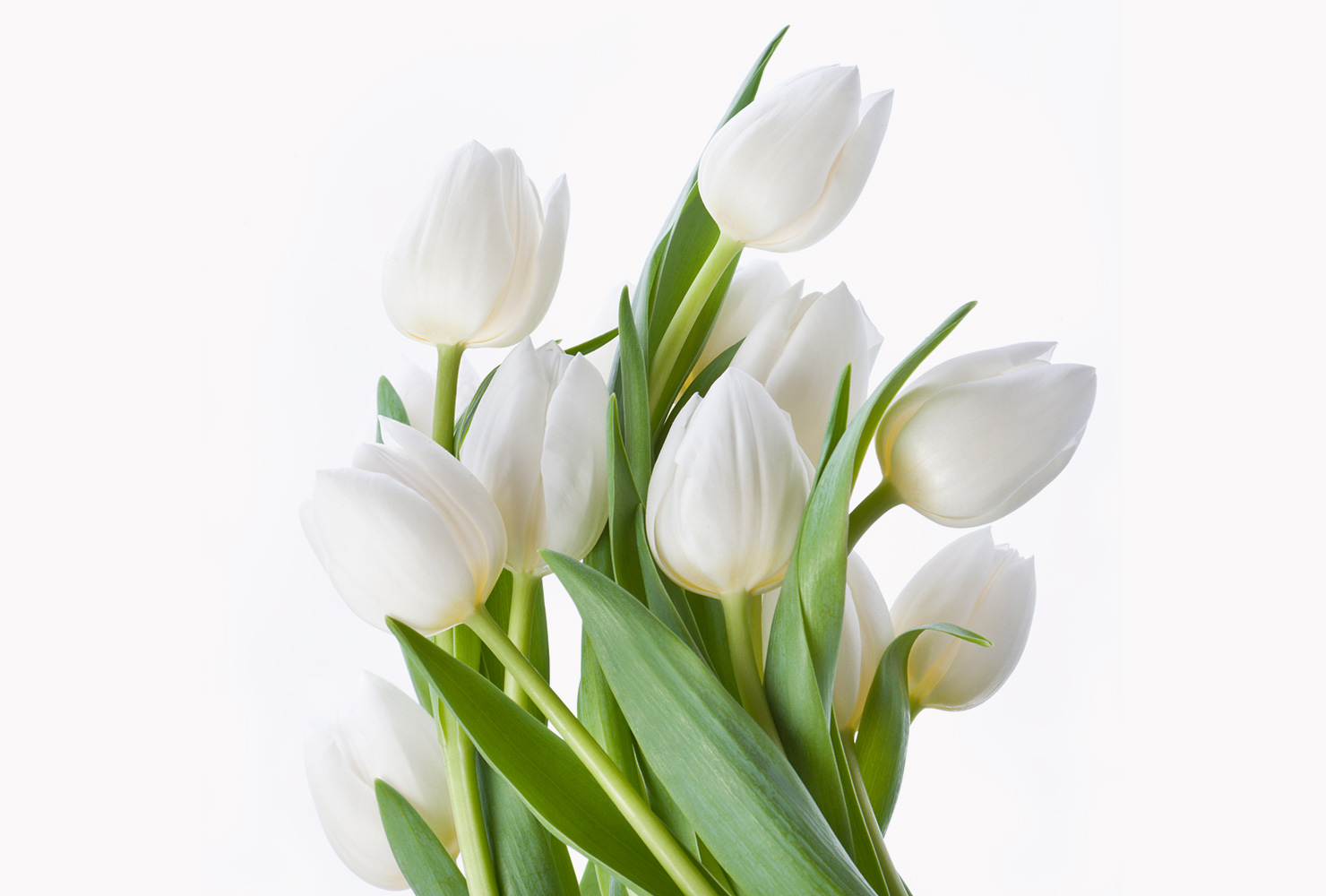 A white French tulip bouquet. 