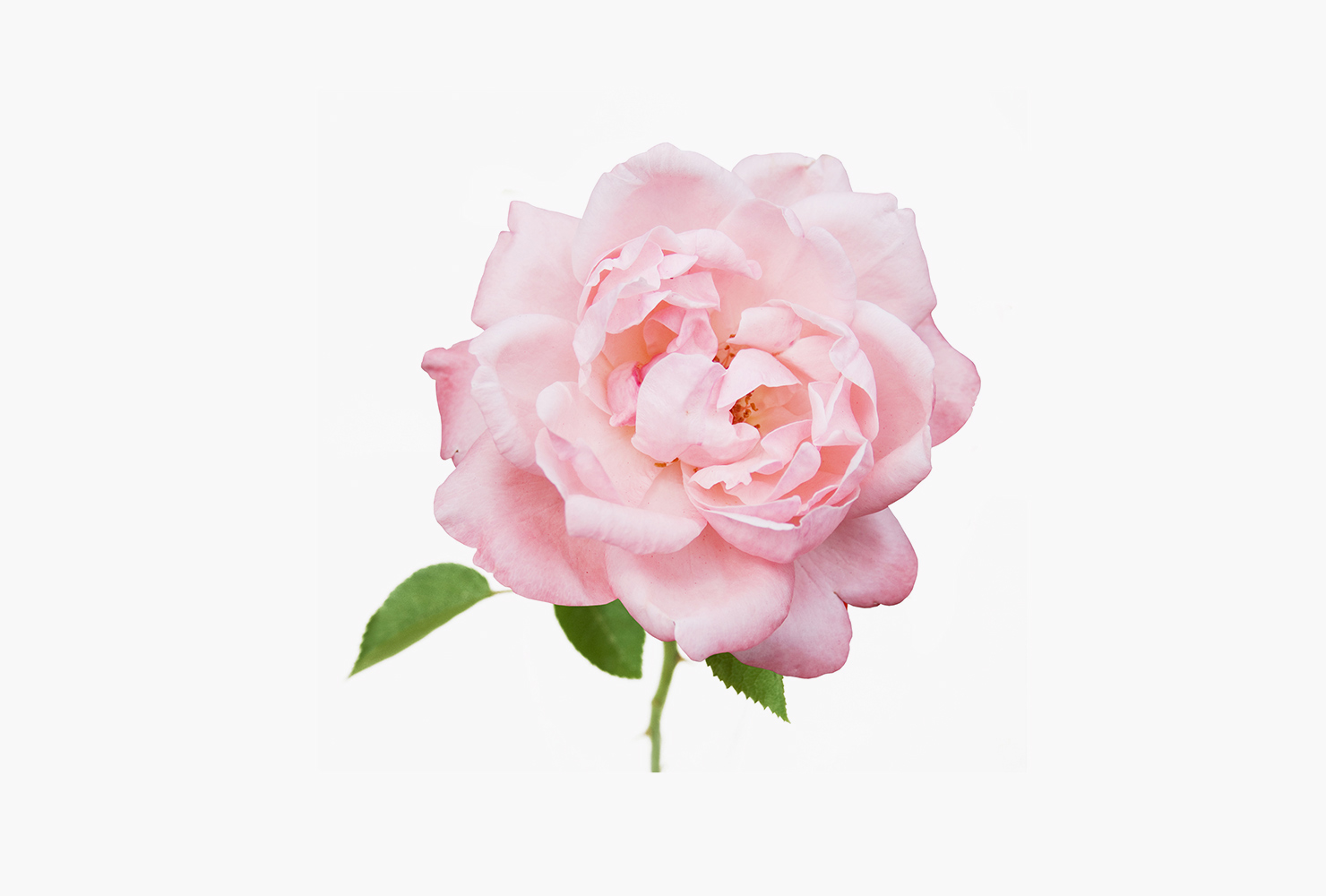 A pink garden rose. 