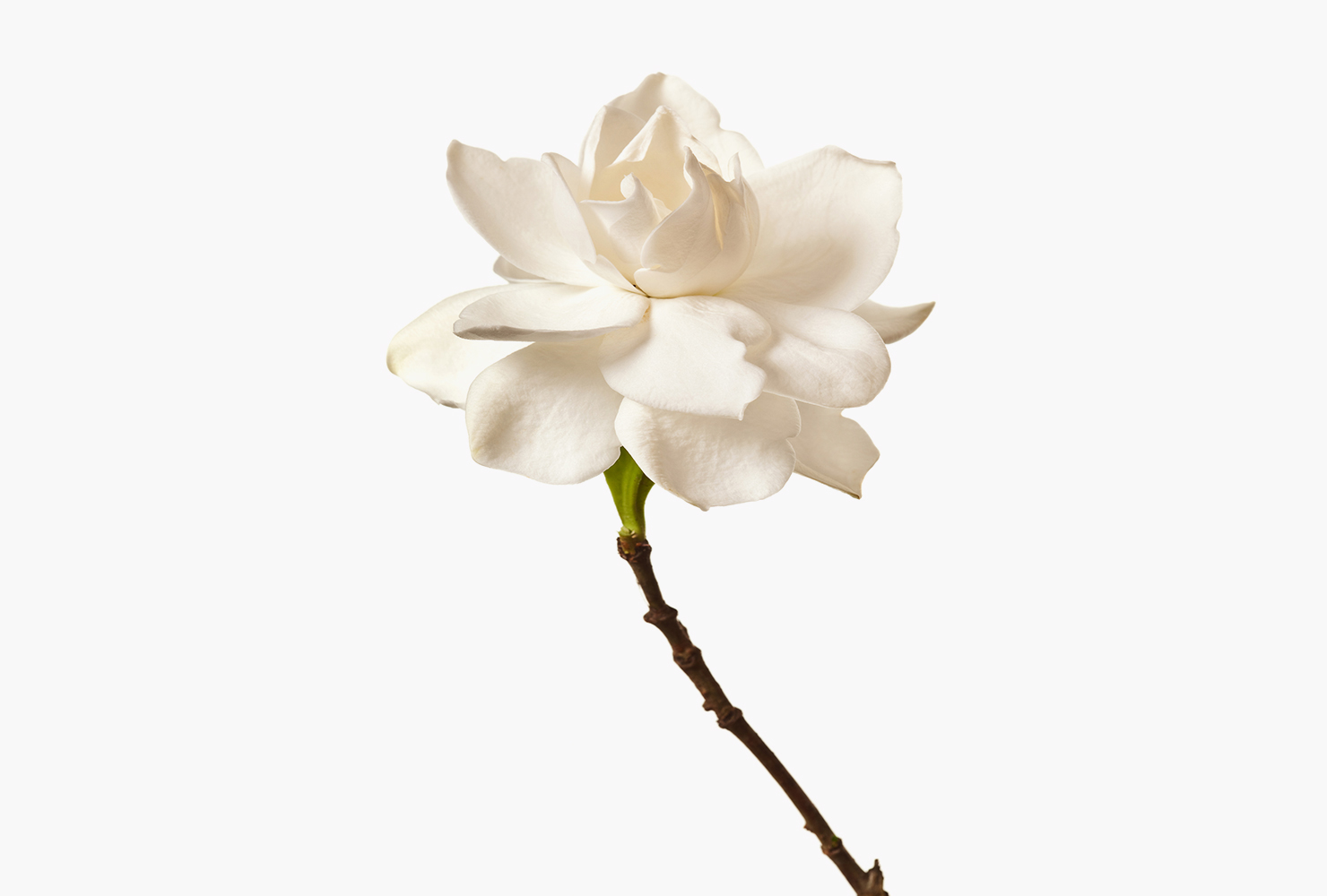 A single white gardenia flower. 