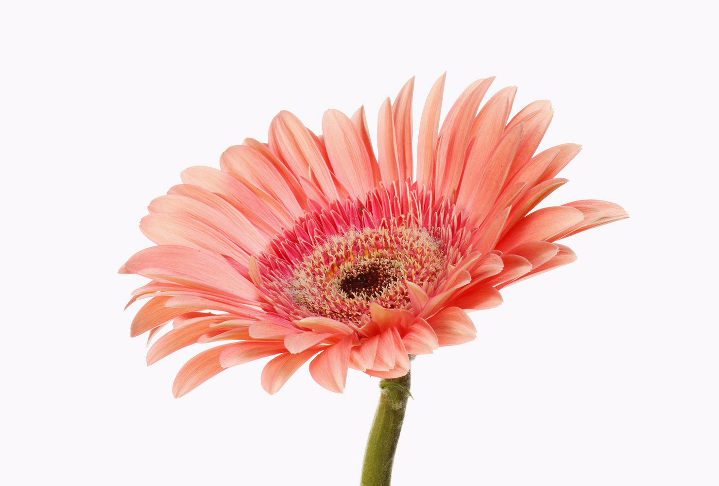 A pink gerbera daisy. 