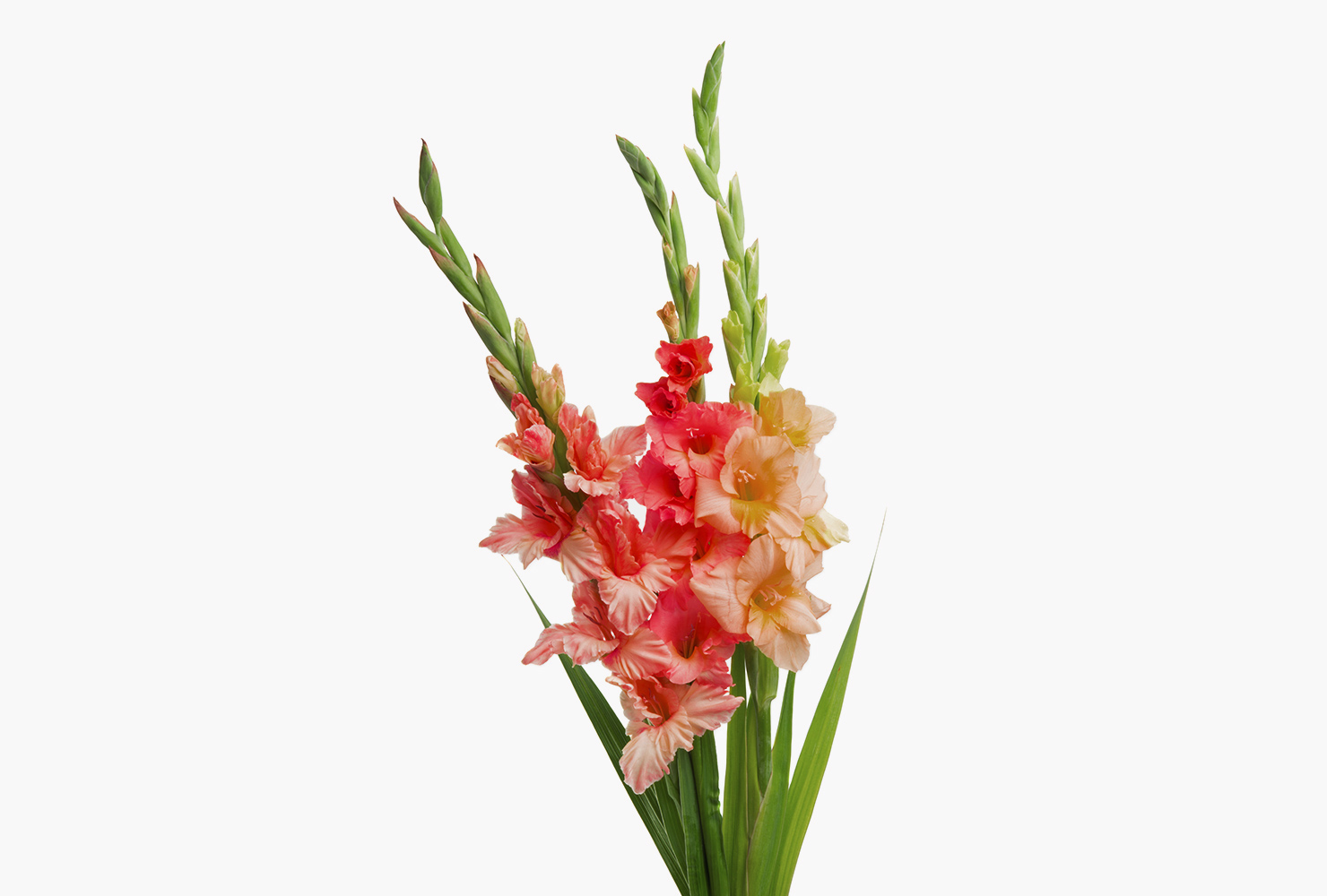 A bunch of gladiolus flowers. 