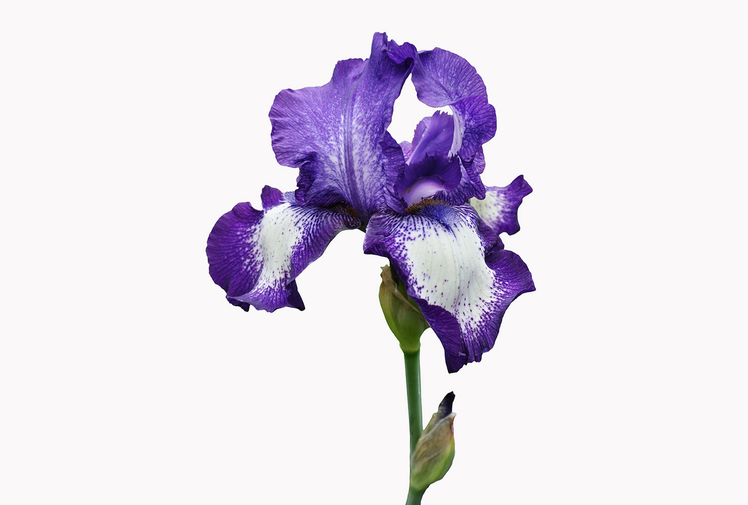 A purple iris. 