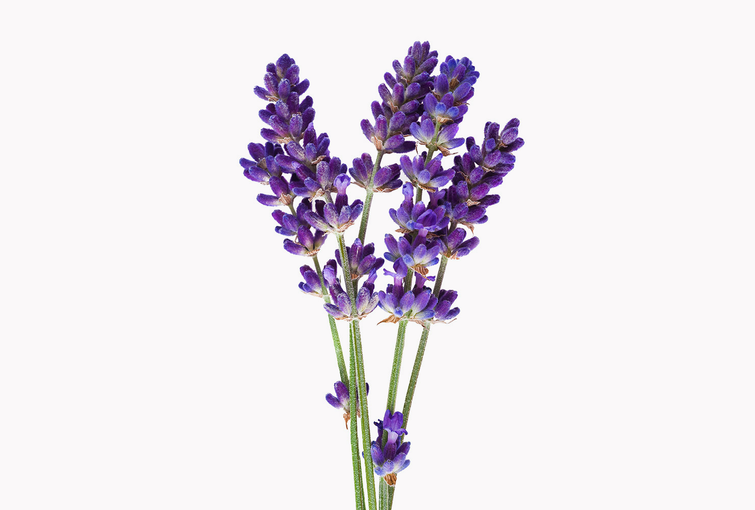 A bunch of lavender flowers.
