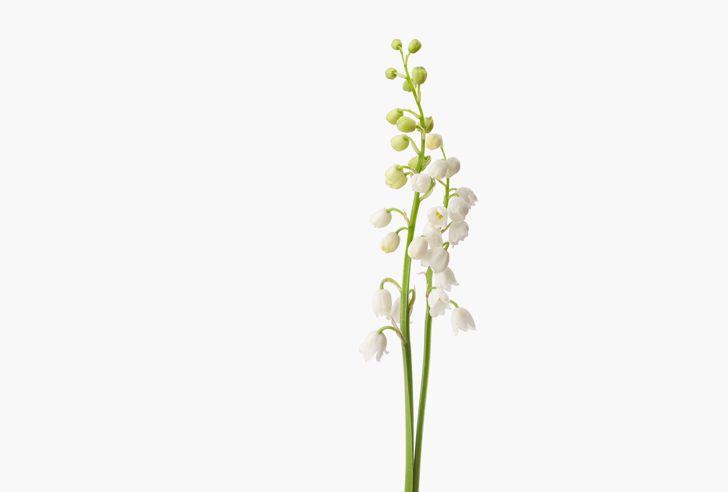 A single white lily of the valley flower stem. 