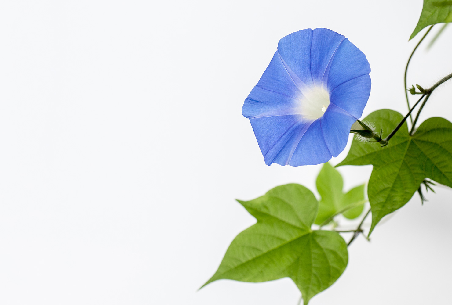 A blue morning glory flower. 