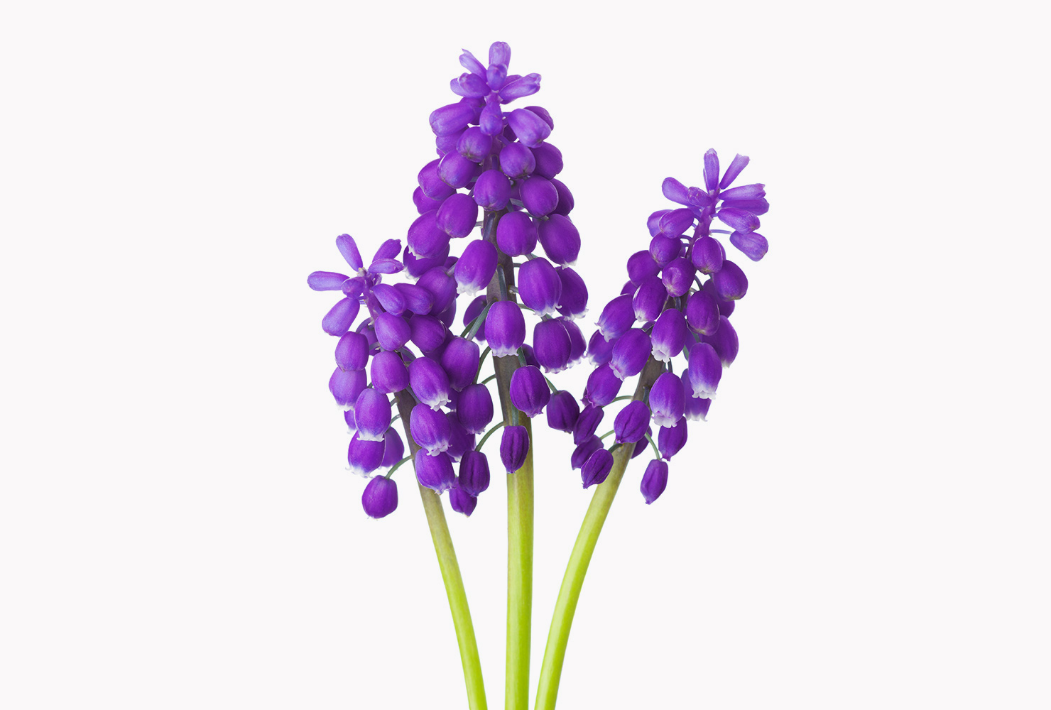A purple muscari flower. 