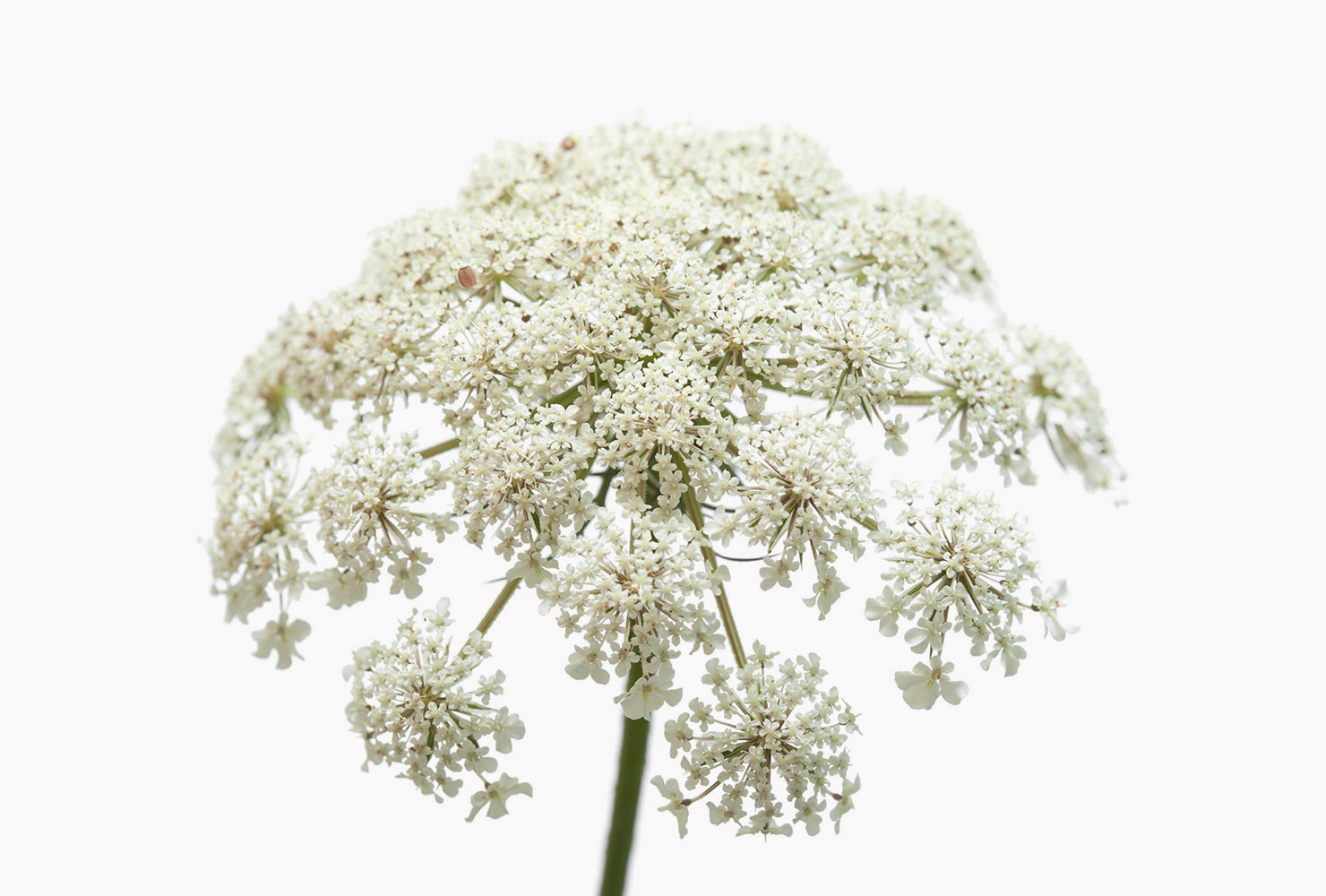 A queen anne's lace white flower. 