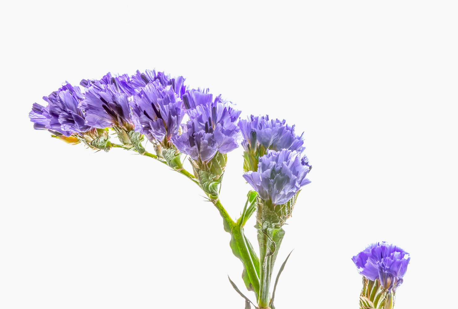 A statice sea lavender flower. 
