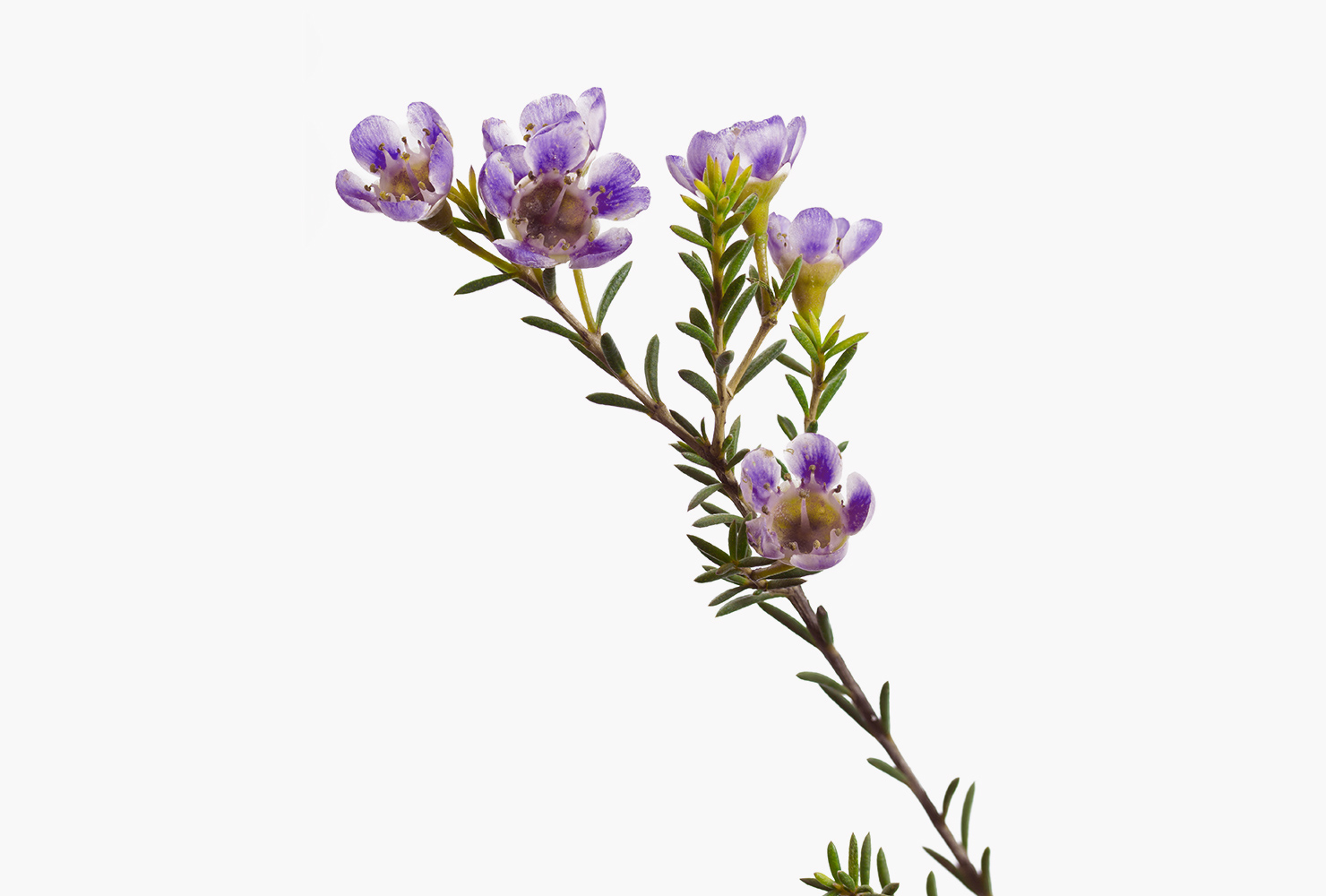 A purple waxflower.