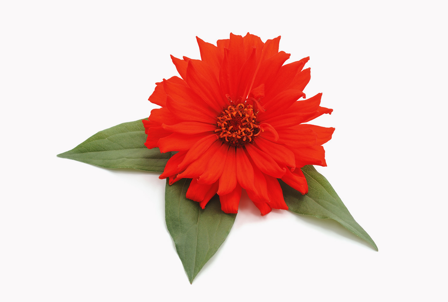 A red zinnia flower with green leaves. 